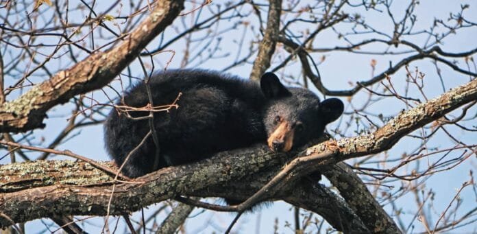 apt29-ciberataques-rdp-alerta