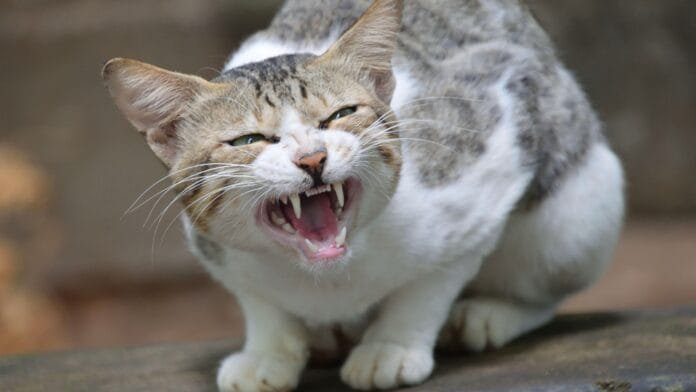 alegon Ciberataque Hellcat elaborado na Schneider Electric